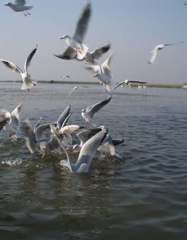 odisha chilika bird sanctuary