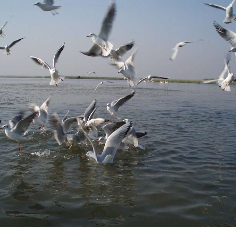 odisha chilika bird sanctuary