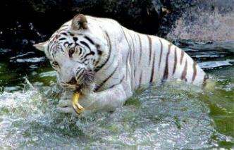 odisha nandankanan white tiger