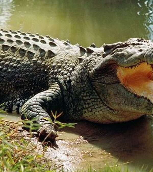 bhitarkanika national park tours