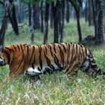 Simlipal National Park Tour Tiger